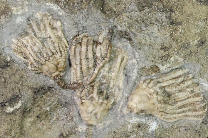 Three Fossil Crinoids (Eretmocrinus tentor) - Gilmore City, Iowa #148688